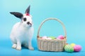 Cute fluffy black spot rabbit with long ears with colorful easter eggs basket on blue background, bunny animal with easter egg, Royalty Free Stock Photo