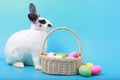 Cute fluffy black spot rabbit with long ears with colorful easter eggs basket on blue background, bunny animal with easter egg, Royalty Free Stock Photo