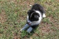 a cute, fluffy, black and white border collie Australian working dog lying in the grass Royalty Free Stock Photo