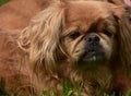 Cute Fluffy Blonde Pekingese Puppy Dog Up Close Royalty Free Stock Photo