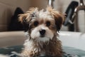 Cute fluffy bobtail puppy takes a bath filled with foam, a kawaii dog with fluffy fur sits in a bathtub