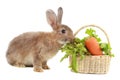 Cute fluffy brown hair rabbit with fresh vegetable basket on white background, bunny animal with organic food, pet eating healthy Royalty Free Stock Photo