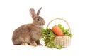 Cute fluffy brown hair rabbit with fresh vegetable basket on white background, bunny animal with organic food, pet eating healthy Royalty Free Stock Photo