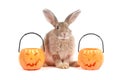 Cute fluffy brown hair rabbit with orange fancy Halloween pumpkin on white background, bunny pet play trick or treat, animal with Royalty Free Stock Photo