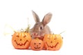 Cute fluffy brown hair rabbit with orange fancy Halloween pumpkin on white background, bunny pet play trick or treat, animal with Royalty Free Stock Photo