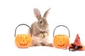 Cute fluffy brown hair rabbit standing up on hind legs with orange fancy Halloween pumpkin on white background, bunny pet play Royalty Free Stock Photo