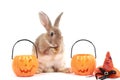 Cute fluffy brown hair rabbit standing up on hind legs with orange fancy Halloween pumpkin on white background, bunny pet play Royalty Free Stock Photo
