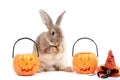 Cute fluffy brown hair rabbit standing up on hind legs with orange fancy Halloween pumpkin on white background, bunny pet play Royalty Free Stock Photo