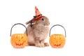 Cute fluffy brown hair rabbit wear witch hat with orange fancy Halloween pumpkin on white background, bunny pet play trick or Royalty Free Stock Photo