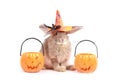 Cute fluffy brown hair rabbit wear witch hat with orange fancy Halloween pumpkin on white background, bunny pet play trick or Royalty Free Stock Photo