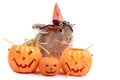 Cute fluffy brown hair rabbit wear witch hat with orange fancy Halloween pumpkin on white background, bunny pet play trick or Royalty Free Stock Photo