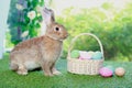 Cute fluffy brown rabbit with long ears with colorful easter eggs basket in spring flower garden, bunny animal on green grass with Royalty Free Stock Photo