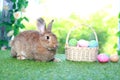 Cute fluffy brown rabbit with long ears with colorful easter eggs basket in spring flower garden, bunny animal on green grass with Royalty Free Stock Photo