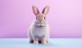 Cute fluffy brown rabbit on a purple background.