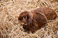 A cute fluffy brown rabbit in a stable with a foundation straw placed