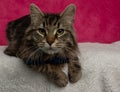 fluffy brown tabby kitty cat lying down on a pink background portrait Royalty Free Stock Photo