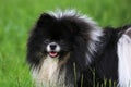 Cute Brown and White Pomeranian Dog Royalty Free Stock Photo