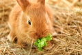 Cute fluffy bunny eating lettuce on straw