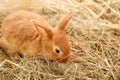 Cute fluffy bunny on straw Royalty Free Stock Photo