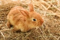 Cute fluffy bunny on straw