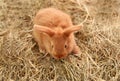 Cute fluffy bunny on straw Royalty Free Stock Photo