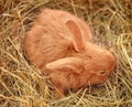 Cute fluffy bunny on straw Royalty Free Stock Photo