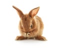 Cute fluffy bunny on white background