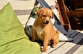 Graceful caramel colored mixed breed puppy sitting on the bench.