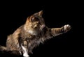 Cute fluffy cat on a black background Royalty Free Stock Photo