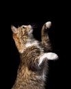 Cute fluffy cat on a black background Royalty Free Stock Photo