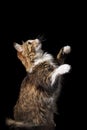 Cute fluffy cat on a black background catches smth Royalty Free Stock Photo