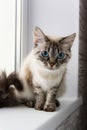 cute fluffy cat with blue eyes sititng on a window sill Royalty Free Stock Photo