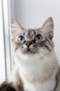 Cute fluffy cat with blue eyes sititng on a window sill Royalty Free Stock Photo