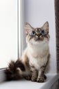 Cute fluffy cat with blue eyes sititng on a window sill Royalty Free Stock Photo