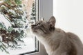 Cute fluffy cat with blue eyes sititng on a window sill Royalty Free Stock Photo