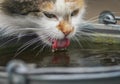 fluffy cat drinks water from a bucket outside in the garden lapping up drops with a pink tongue
