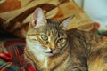 Cute fluffy cat with green eyes lies on a soft blanket on a couch Royalty Free Stock Photo