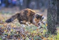 fluffy cat playing in the garden with caught by a mouse among fallen leaves and grass on a Sunny autumn day