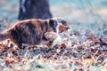 Cute fluffy cat plays with its paw in the a garden with a trapped mouse among fallen leaves and grass on a Sunny autumn day