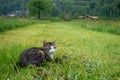 Cute and fluffy cat sit on fresh green meadow for background