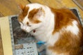 A cute fluffy cat sits in an old computer case Royalty Free Stock Photo