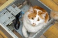 A cute fluffy cat sits in an old computer case Royalty Free Stock Photo