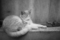 Cute fluffy cat sleep one the old fence. Side view, closeup. BW photo Royalty Free Stock Photo