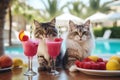 Cute fluffy cats drinking cold summer cocktails and relaxed by the pool. Summer holidays