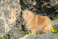 Cute fluffy charming red-haired Pomeranian Spitz on the stoun in the park Royalty Free Stock Photo