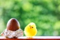 Cute Fluffy Chick And Chocolate Egg For Easter Royalty Free Stock Photo