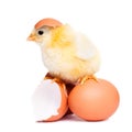 Cute fluffy chick with eggs Royalty Free Stock Photo