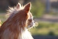 Cute fluffy Chihuahua dog on blurred background