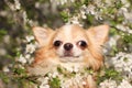 Cute fluffy Chihuahua dog near blossoming bush outdoors