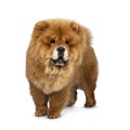 Cute fluffy Chow Chow pup dog , Isolated on a white background.